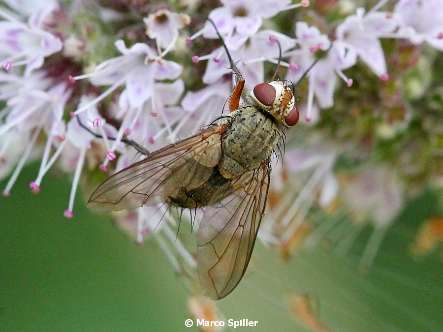 Prosena siberita (Tachinidae)